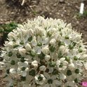Allium nigrum fleur